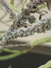 Brevicoryne brassicae