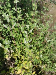 Aloysia