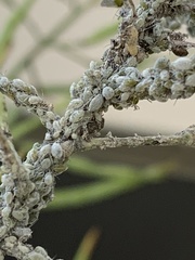 Brevicoryne brassicae