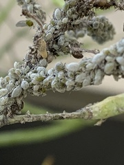 Brevicoryne brassicae