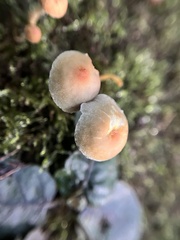 Hypholoma subviride