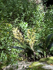 Dendrobium speciosum
