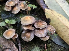 Hypholoma subviride