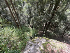 Dendrobium speciosum