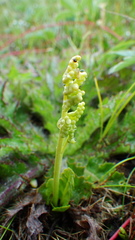 Botrychium simplex