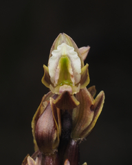 Prasophyllum elatum
