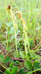 Botrychium simplex