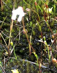 Stylidium calcaratum