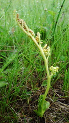 Botrychium simplex
