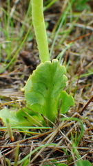 Botrychium simplex