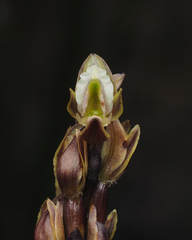 Prasophyllum elatum