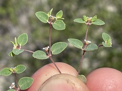 Euphorbia vizcainensis