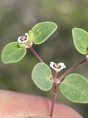 Euphorbia vizcainensis