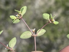 Euphorbia vizcainensis