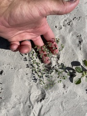 Euphorbia vizcainensis