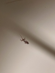 Ptyodactylus hasselquistii