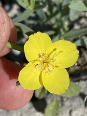 Eulobus crassifolius