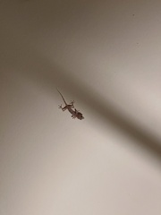 Ptyodactylus hasselquistii