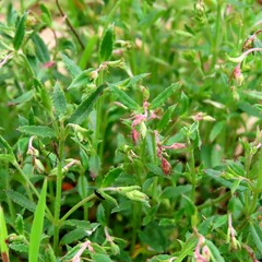 Gonocarpus tetragynus
