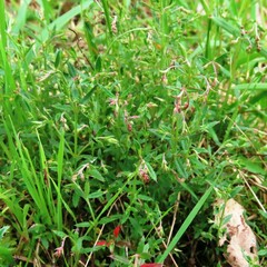 Gonocarpus tetragynus