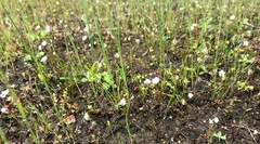 Stylidium calcaratum