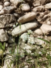 Florestina tripteris