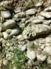 Florestina tripteris