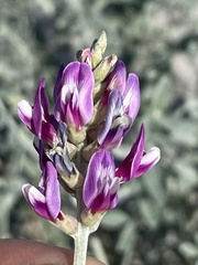 Astragalus magdalenae