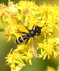 Conops quadrifasciatus