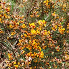 Pultenaea gunnii