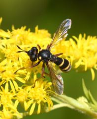 Conops quadrifasciatus