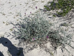 Astragalus magdalenae