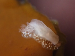 Corambe steinbergae