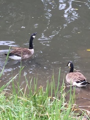 Branta canadensis maxima
