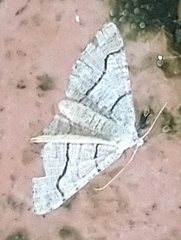 Digrammia continuata