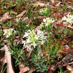 Pimelea humilis