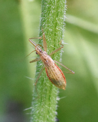 Nabis limbatus