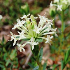 Pimelea humilis
