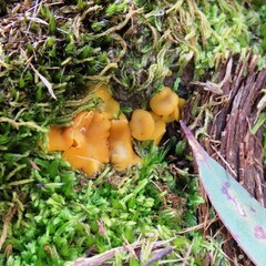 Phaeohelotium baileyanum