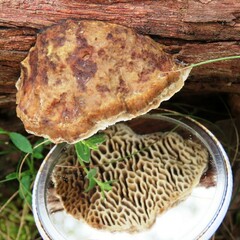 Hexagonia vesparia