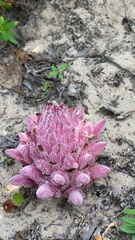 Hyobanche robusta