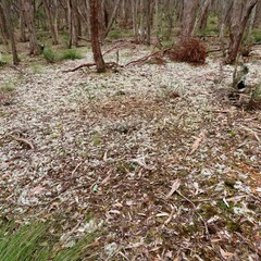 Pulchrocladia retipora