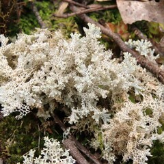 Pulchrocladia retipora