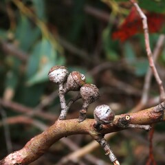 Eucalyptus macrorhyncha