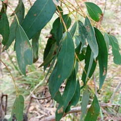 Eucalyptus macrorhyncha