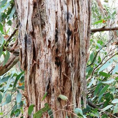 Eucalyptus macrorhyncha