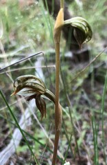 Pterostylis