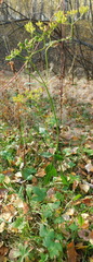 Pastinaca sativa sylvestris