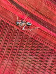 Myrmecia nigrocincta