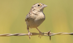 Ammodramus savannarum